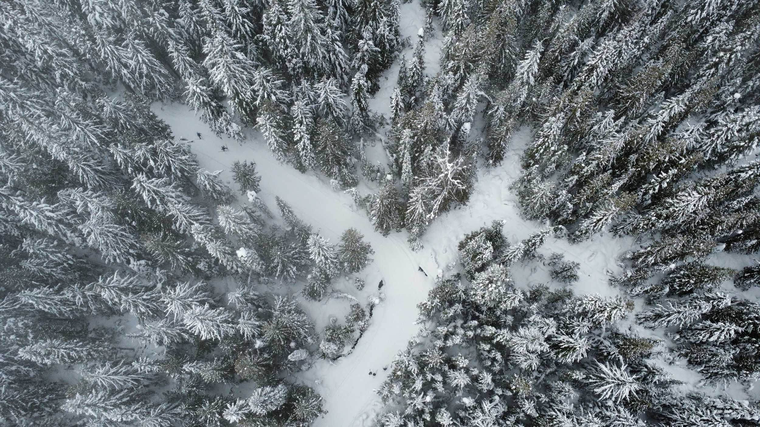 larch_trails
