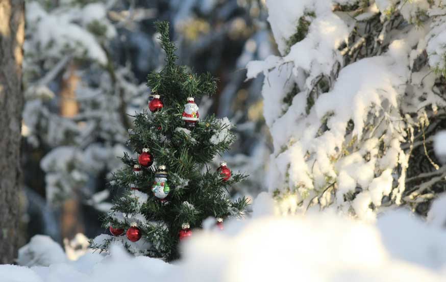 trail_hosts LHNS Lantern ski